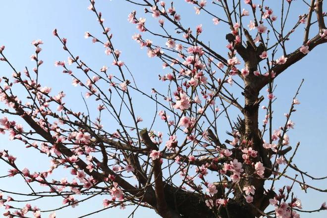 嵩明赏花踏青攻略_嵩明春日旅游路线推荐_嵩明商标注册