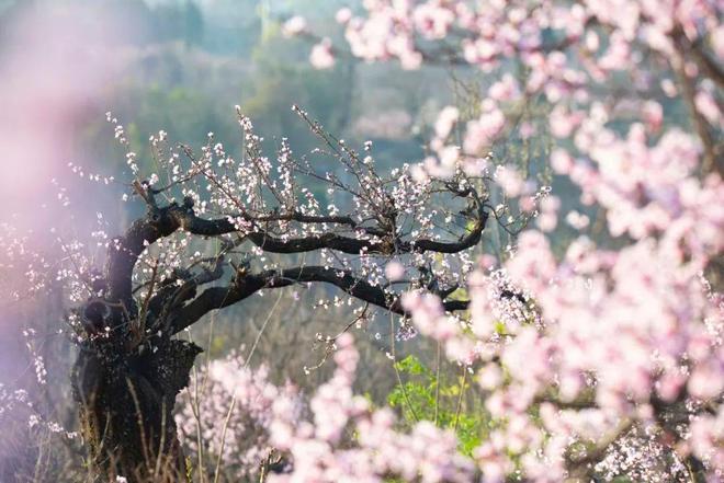 嵩明赏花踏青攻略_嵩明春日旅游路线推荐_嵩明商标注册