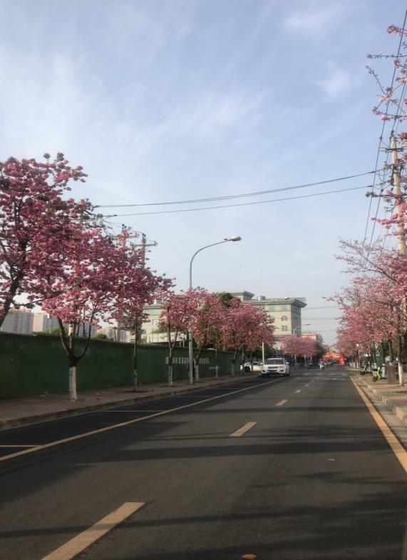 嵩明春日旅游路线推荐_嵩明赏花踏青攻略_嵩明商标注册