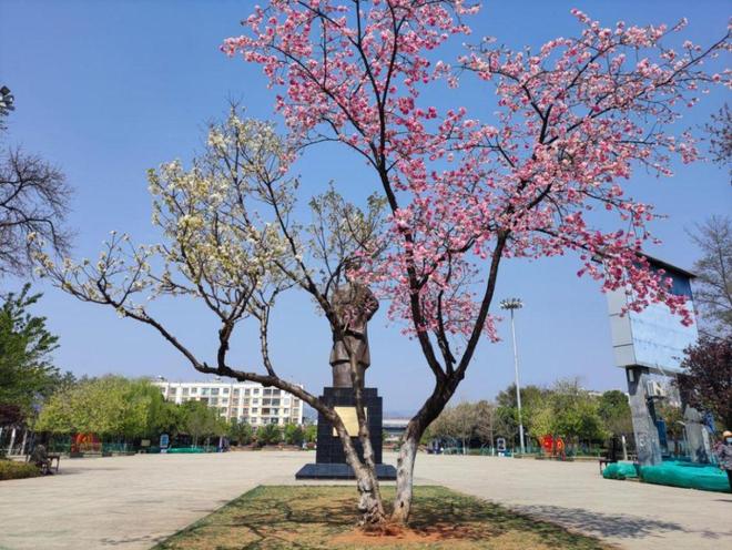 嵩明春日旅游路线推荐_嵩明商标注册_嵩明赏花踏青攻略