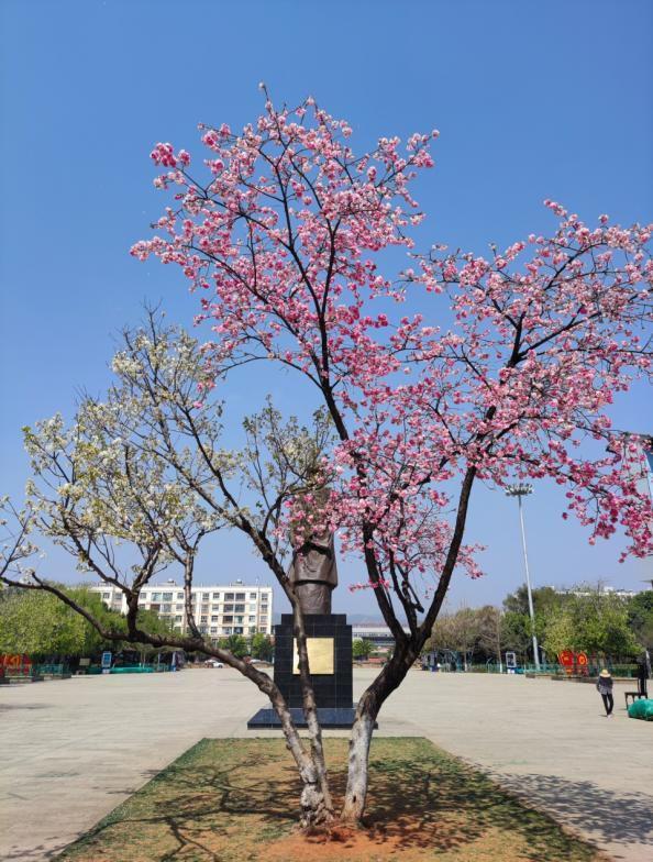 嵩明赏花踏青攻略_嵩明商标注册_嵩明春日旅游路线推荐