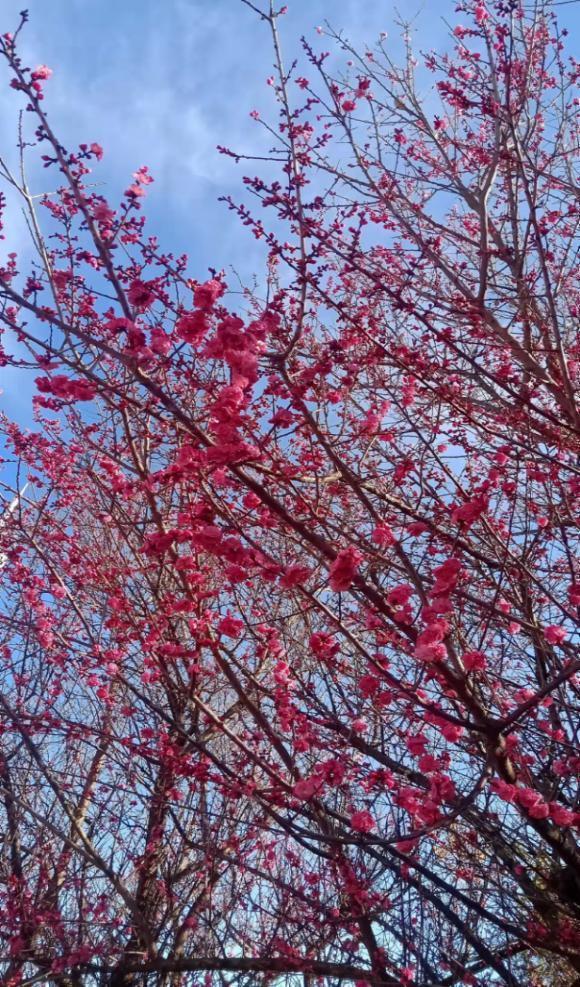 嵩明商标注册_嵩明赏花踏青攻略_嵩明春日旅游路线推荐