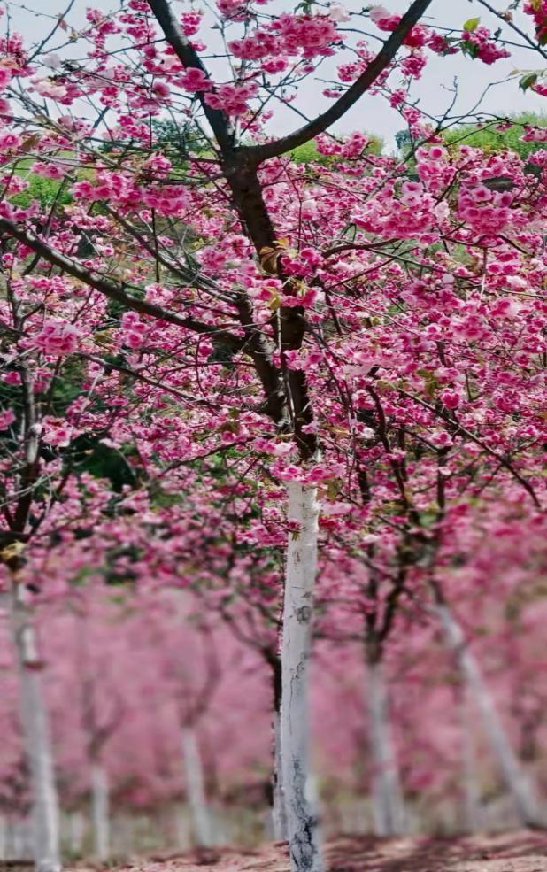嵩明商标注册_嵩明赏花踏青攻略_嵩明春日旅游路线推荐