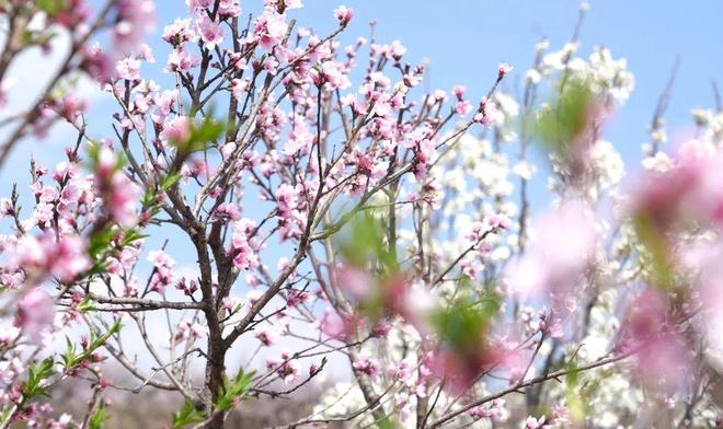 嵩明赏花踏青攻略_嵩明商标注册_嵩明春日旅游路线推荐