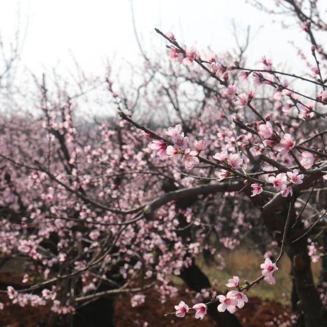 嵩明赏花踏青攻略_嵩明春日旅游路线推荐_嵩明商标注册